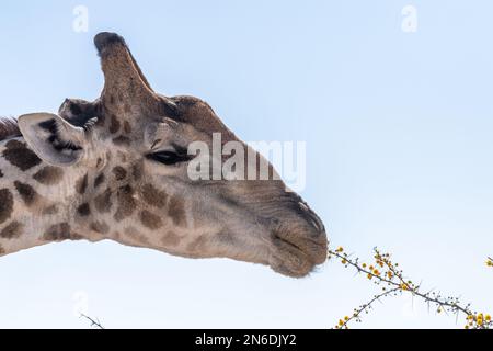 Teleaufnahme einer angoleanischen Giraffe im Etosha Naitonal Park, Namibia. Stockfoto