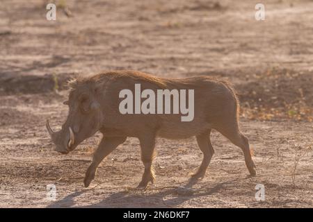 Nahaufnahme eines Gemeinen Warthogs, Phacochoerus africanus, der um den Chobe-Nationalpark, Botswana, herumläuft. Stockfoto