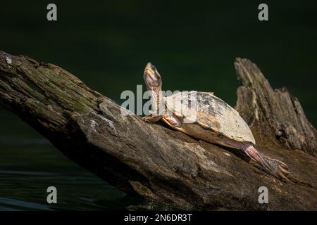 Indische Zeltschildkröte (Pangshura Tentoria), die sich auf einem gefallenen Baumstamm sonnt Stockfoto