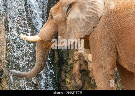 Afrikanischer Elefant (Loxodonta africana) neben einem Wasserfall im Habitat African Savanna im Zoo Atlanta in Atlanta, Georgia. (USA) Stockfoto