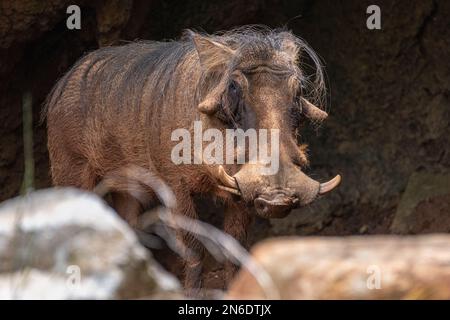 Gewöhnlicher Warzenschwein (Phacochoerus africanus) aus Afrika im Zoo Atlanta in Atlanta, Georgia. (USA) Stockfoto