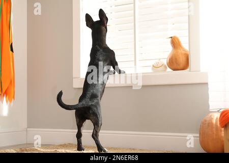 Süßer schwarzer Hund in der Nähe des Fensters. Halloween-Feier Stockfoto
