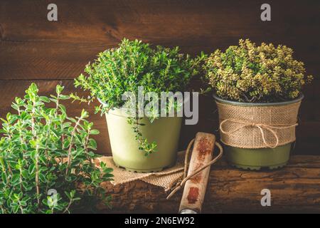 Verschiedene Kräuterpflanzen für den Garten oder Fensterbank auf Holzhintergrund, Pflanzkonzept, Hausanbau, Kopierraum Stockfoto