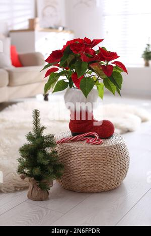 Wunderschöne Poinsettia und Zuckerstangen auf einem Korbstand in der Nähe dekorativer Bäume im Haus. Traditionelle Weihnachtsblume Stockfoto