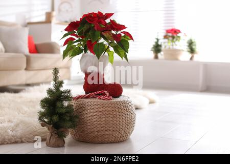 Wunderschöne Poinsettia und Zuckerstangen auf Korbständer in der Nähe von dekorativen Bäumen im Innenbereich, Platz für Text. Traditionelle Weihnachtsblume Stockfoto