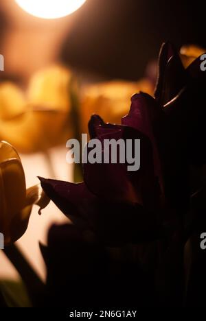 Blick auf gelbe und lila Tulpen im Licht einer Lampe Stockfoto