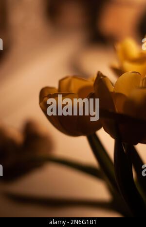 View on yellow tulips in a light of a lamp Stockfoto