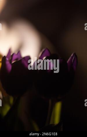 Blick auf lila Tulpen im Licht einer Lampe Stockfoto