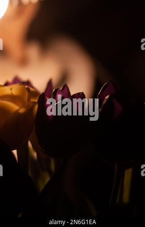 Gelbe und lila Tulpen im Licht einer Lampe im Raum Stockfoto