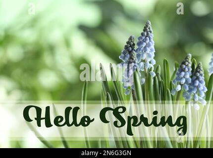 Hallo Frühling. Wunderschöne Muscariblüten auf verschwommenem Hintergrund Stockfoto