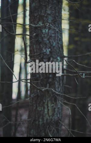 Nahaufnahme des Baumes mit Flechten und herausragenden getrockneten Ästen Konzeptfoto Stockfoto