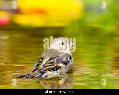 Schaffinch (Fringilla coelebs), weibliches Baden in flachem Wasser, Hessen, Deutschland Stockfoto