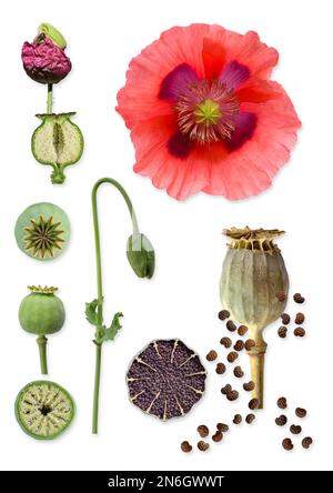 Opiummohn (Papaver somniferum), Knospe, Blume, Samen, Kapsel, Natur, Pflanze, bildhaft, mediterran, Deutschland Stockfoto