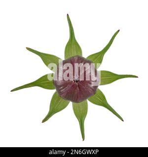 Mexikanischer Aster (Cosmos bipinnatus), Sepalen, Bud, Mittelamerika, Deutschland Stockfoto