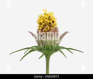 Mexikanischer Aster (Cosmos bipinnatus), Sepalen, Armbänder, Pistilen, Pollenblätter, Mittelamerika, Deutschland Stockfoto