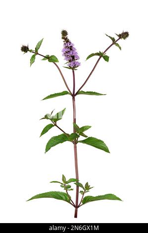 Pfefferminze (Mentha x piperita), Pflanze, Blatt, Blume, Deutschland Stockfoto