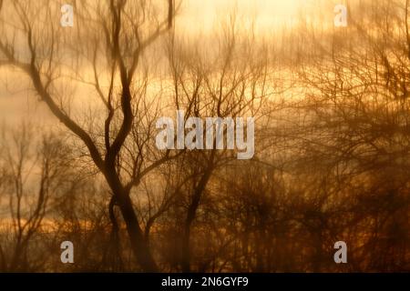 Bäume in einem Ochsenbogensee im Winter bei Sonnenaufgang, Biosphärenreservat Mittelelbe, Dessau-Rosslau, Sachsen-Anhalt, Deutschland Stockfoto