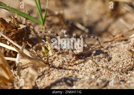 Riesenspinnen (Arctosa cinerea) gut getarnt in Biotopen, Seitenansicht, extrem seltene Arten, Middle Elbe Biosphere Reserve Stockfoto