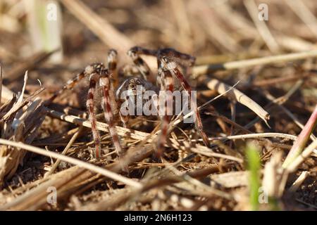 Riesenspinnen (Arctosa cinerea) gut getarnt in Biotopen, Frontalblick, extrem seltene Arten, Middle Elbe Biosphere Reserve Stockfoto