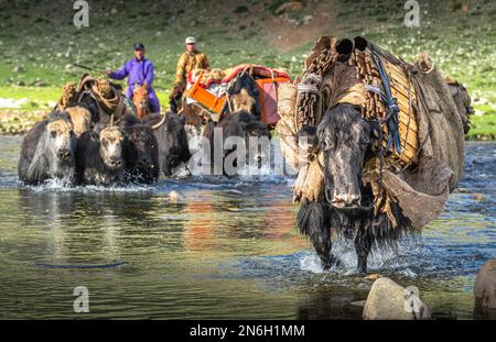 Die Nomadenfamilie zieht im Sommer mit Yaks um. Provinz Bayanhongor, Mongolei Stockfoto