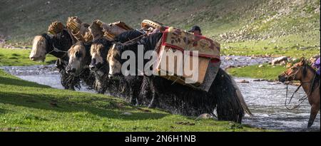 Die Nomadenfamilie zieht im Sommer mit Yaks um. Provinz Bayanhongor, Mongolei Stockfoto