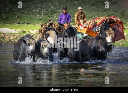 Die Nomadenfamilie zieht im Sommer mit Yaks um. Provinz Bayanhongor, Mongolei Stockfoto