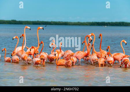 Amerikanischer Flamingo (Phoenicopterus ruber), Rio Celestun UNESCO Biosphärenreservat, Yucatan, Mexiko Stockfoto