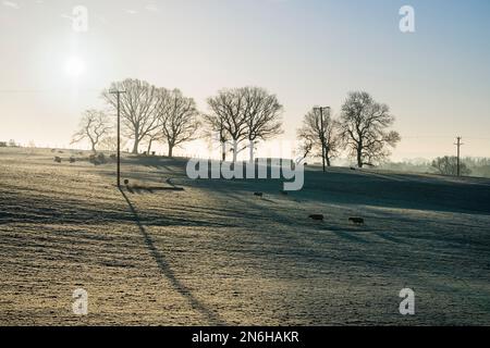 Wintersonnenaufgang über einer Schaffäre in Südwales. Stockfoto