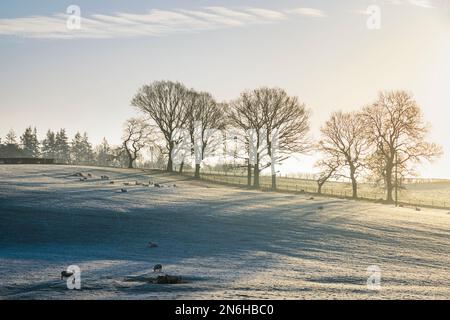 Wintersonnenaufgang über einer Schaffäre in Südwales. Stockfoto