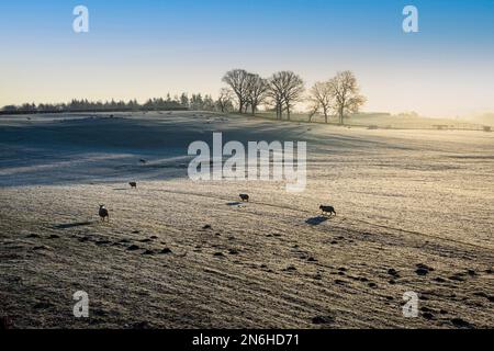 Wintersonnenaufgang über einer Schaffäre in Südwales. Stockfoto