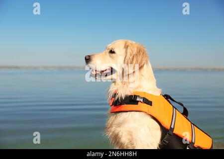 Hunderetter in Schwimmweste am Fluss, Nahaufnahme Stockfoto