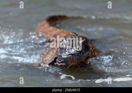 Komodo-Drache (Varanus komodoensis), von vorne, frontal, schwimmend, im Wasser schwimmend, Blick in Kamera, Meer, Strand, Komodo-Nationalpark, UNESCO Stockfoto