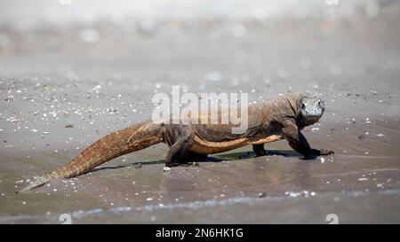Komodo-Drache (Varanus komodoensis), Joggen, Spazierengehen am Strand, Komodo-Nationalpark, UNESCO-Weltkulturerbe, Komodo-Insel, Lesser Sunda Stockfoto