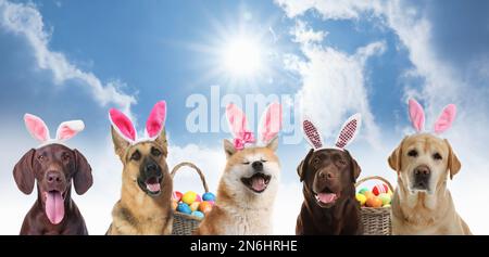 Farbenfrohe Ostereier und süße Hunde mit Hasenohren-Stirnbändern im Freien, Collage Stockfoto