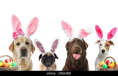 Farbenfrohe Ostereier und süße Hunde mit Hasenohren-Stirnbändern auf weißem Hintergrund, Collage Stockfoto