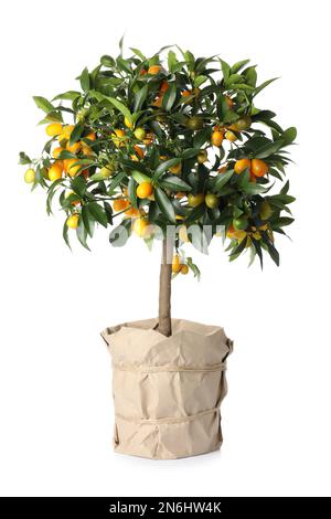 Kumquatbaum mit reifenden Früchten in Blütentopf isoliert auf weiß Stockfoto