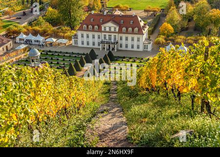 Das sächsische Staatsweingut Schloss Wackerbarth in Radebeul bei Dresden, Sachsen, Deutschland im Herbst Stockfoto
