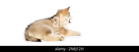 Rückansicht eines kleinen Hundes, süßes, wunderschönes Malamute Hündchen, das isoliert auf weißem Hintergrund posiert. Das Haustier sieht gesund und gepflegt aus. Pflegekonzept, Liebe Stockfoto