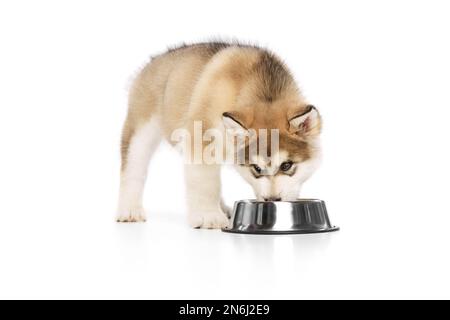 Kleiner Hund, süßer, wunderschöner Malamute Welpe, der aus einer Fressschale isst, isoliert auf weißem Hintergrund. Das Haustier sieht gesund und glücklich aus. Pflegekonzept, Liebe Stockfoto