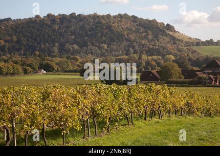 denbies Weingut dorking surrey england Stockfoto