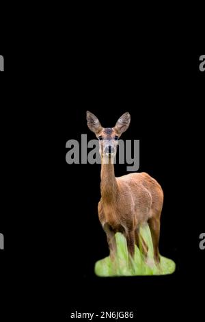 Rotwild auf schwarzem Hintergrund Stockfoto