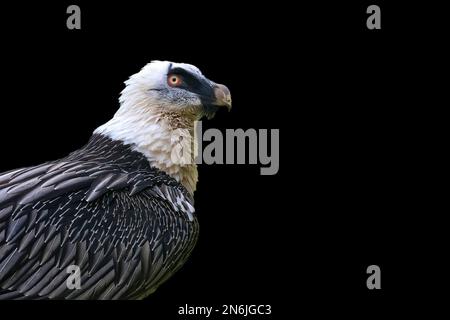 Bartgeier - Gypaetus barbatus ein Porträt auf schwarzem Hintergrund Stockfoto