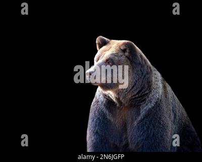 Braunbär ein Porträt auf schwarzem Hintergrund Stockfoto