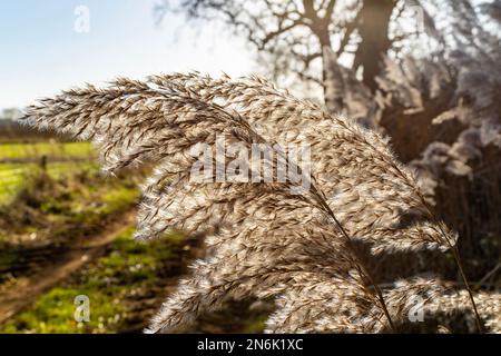 Seedhead von Common Reed phragmites australis, Nahaufnahme mit Hintergrundbeleuchtung, Suffolk, England, Großbritannien Stockfoto