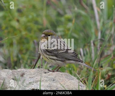 Der atlantische kanarienvogel ist auf allen Kanarischen Inseln zu finden, dieser Individuum gehörte im Winter zu einer kleinen Herde. Stockfoto