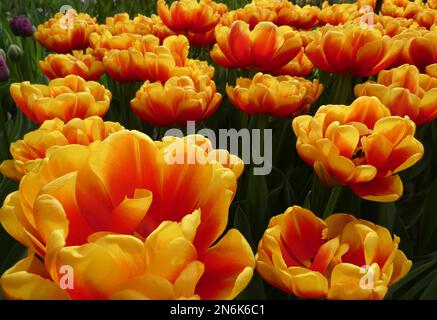 Fabelhafte gelbe und rote kultivierte Tulpe namens Konfuzius. Es ist eine Darwin Hybrid Tulpe. Standort: Keukenhof, Niederlande Stockfoto