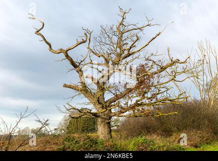 Eichenholzzweige im Winter ausbreiten, Quercus Robur, Suffolk, England, Vereinigtes Königreich Stockfoto