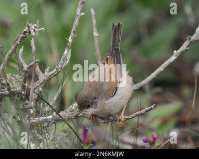 Brillengürtel in typischem Lebensraum. Sie können von singenden Aussichtspunkten aus gesehen werden, schlängeln sich aber durch die dicke Vegetation. Stockfoto