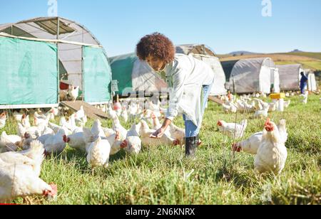 Landwirtschaft, Landwirtschaft und Hühnerfütterung durch Frauen in nachhaltiger, umweltfreundlicher und Freilandwirtschaft. Nachhaltiger Inhaber eines kleinen Unternehmens oder Landwirtschafts- und Landwirtschaftsunternehmen Stockfoto