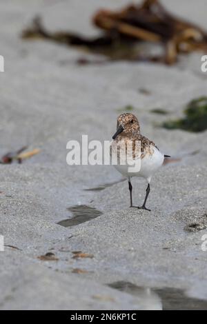 Sanderling, Prachtkleid, Calidris alba, sanderling, Le bécasseau sanderling Stockfoto